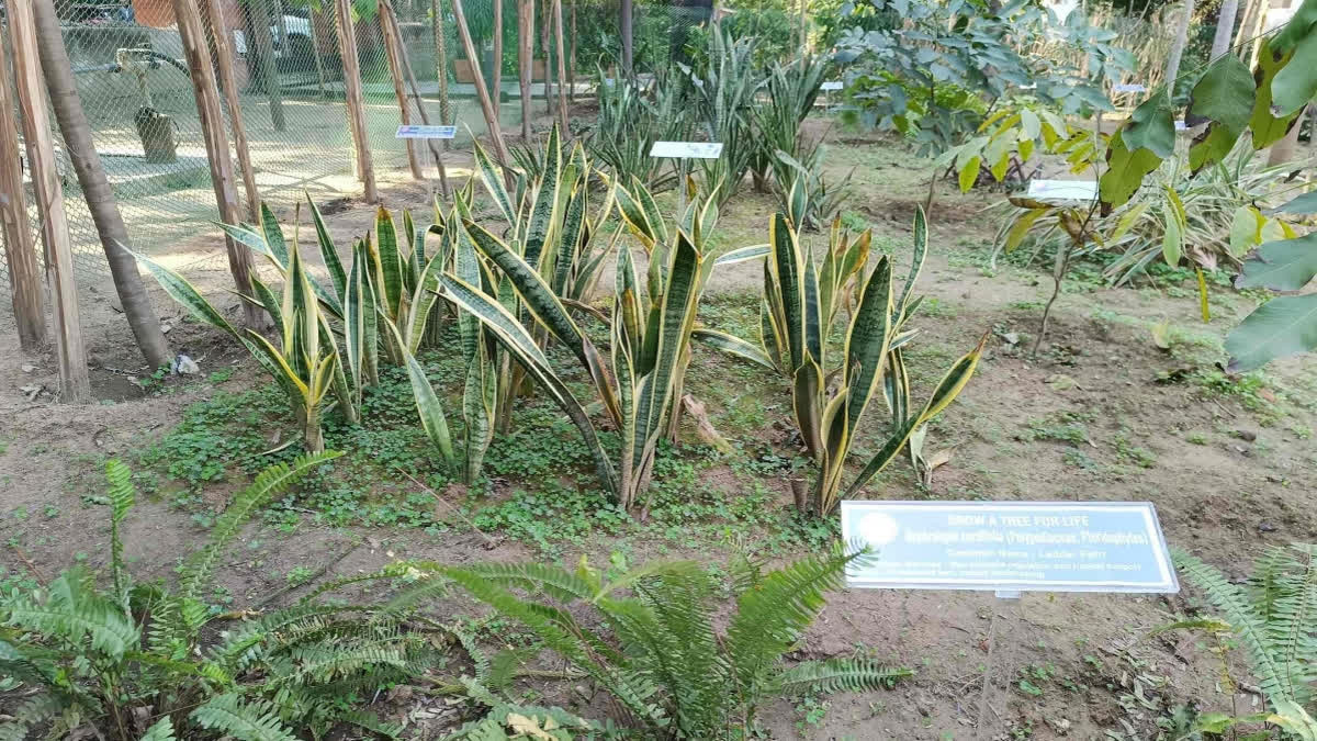 Delhi University Carbon Gardens Boost Urban Biodiversity