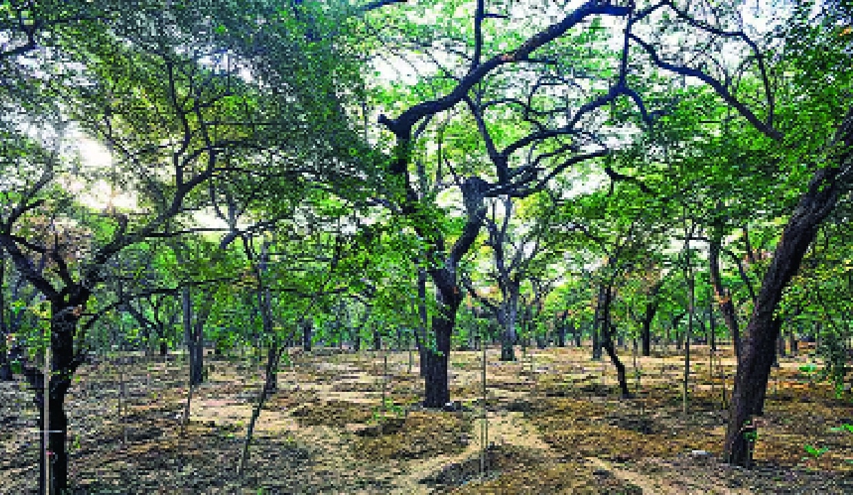 Delhi Launches Long Term Forest Restoration Strategy